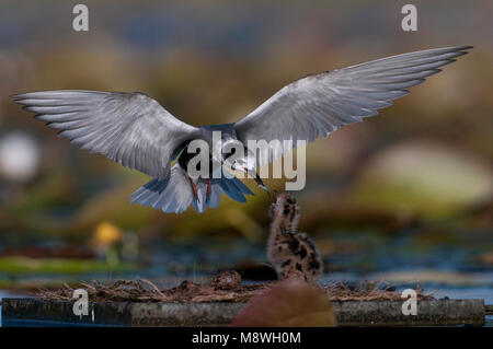 Zwarte Stern ha incontrato jongen; Black tern con pulcini Foto Stock