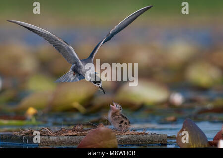 Zwarte Stern ha incontrato jongen; Black tern con pulcini Foto Stock