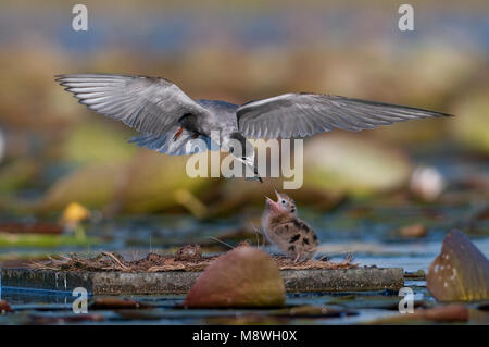 Zwarte Stern ha incontrato jongen; Black tern con pulcini Foto Stock