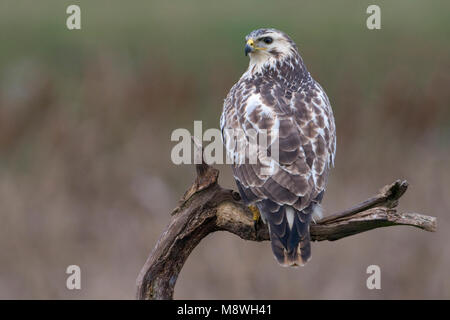 Buizerd zittend op tak; comune poiana appollaiata sul ramo Foto Stock