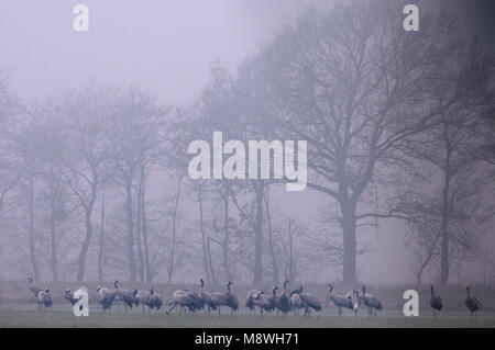 Groep Kraanvogels in ochtendnevel; Gruppo di gru comune nella nebbia mattutina Foto Stock