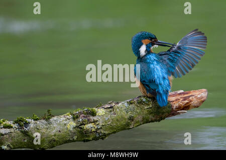 IJsvogel poetsend, comune Kingfisher preening Foto Stock