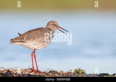 Volwassen Tureluur; Adulti Redshank comune Foto Stock