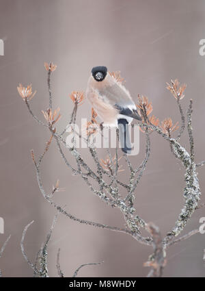 Vrouwtje Goudvink in de winter; femmina Ciuffolotto in inverno Foto Stock