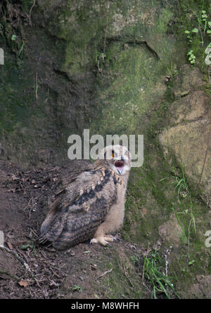 Jonge Oehoe bij nido, giovani Eagle-Owl eurasiatica a nido Foto Stock