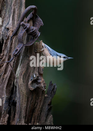 Boomklever op een boomstronk; Eurasian picchio muratore appollaiato su un tronca Foto Stock