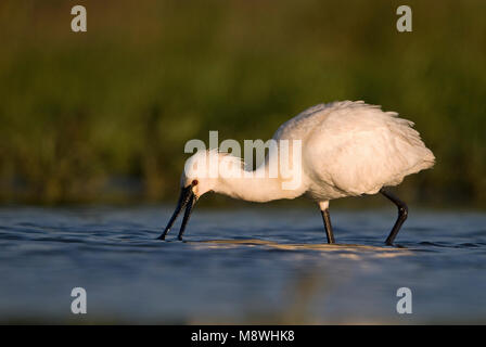 Adulto Lepelaar foeragerend; Eurasian Spoonbill adulto foraggio Foto Stock