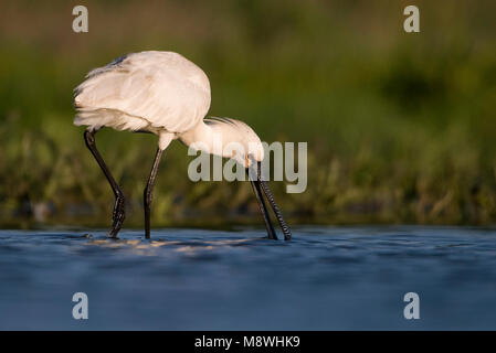 Adulto Lepelaar foeragerend; Eurasian Spoonbill adulto foraggio Foto Stock