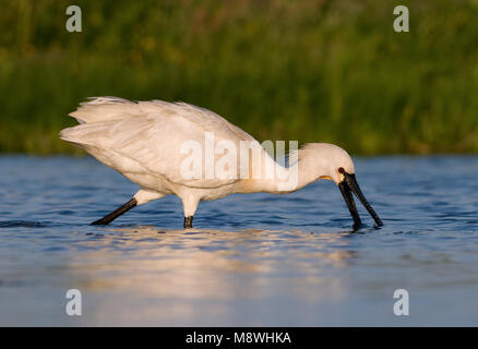 Adulto Lepelaar foeragerend; Eurasian Spoonbill adulto foraggio Foto Stock