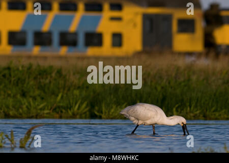 Adulto Lepelaar foeragerend; Eurasian Spoonbill adulto foraggio Foto Stock