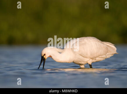 Adulto Lepelaar foeragerend; Eurasian Spoonbill adulto foraggio Foto Stock