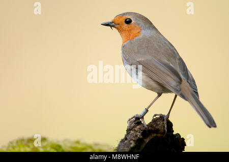 Geringde Roodborst; inanellato Robin europea Foto Stock