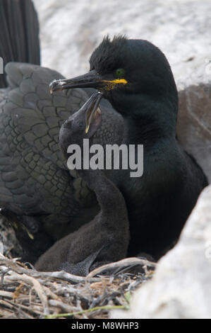 Kuifaalscholver op het nido; Marangone dal Ciuffo sul nido Foto Stock