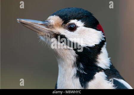 Grote Bonte Specht close-up; Picchio rosso maggiore close up Foto Stock