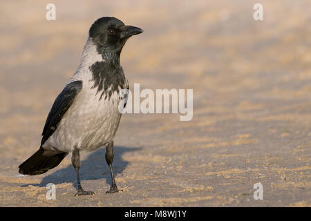 Bonte Kraai staand; cornacchia mantellata appollaiato Foto Stock