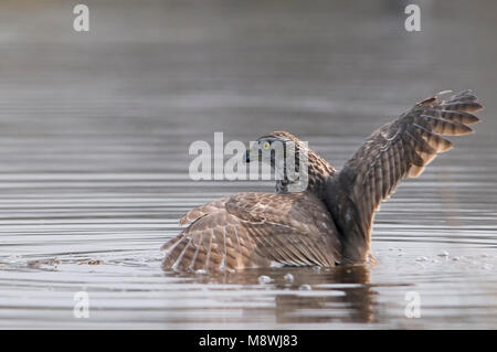 Havik badderend; Astore prendere un bagno Foto Stock