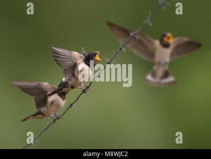 Jongen Boerenzwaluw bedelend om paesi del continente; Barn Swallow giovani Elemosinare il cibo Foto Stock