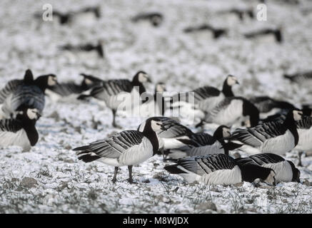 Brandgans in de winter; Barnacle oca in inverno Foto Stock