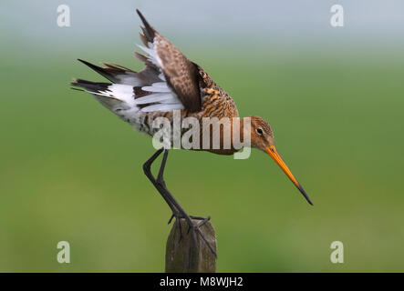 Grutto staand op een hek; nero-tailed Godwit in piedi su un francese Foto Stock