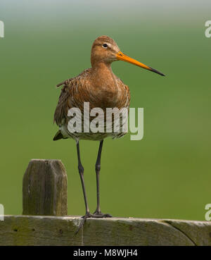 Grutto staand op een hek; nero-tailed Godwit in piedi su un francese Foto Stock