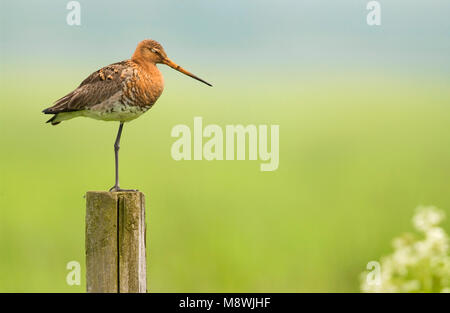 Grutto staand op paal Nederland; nero-tailed Godwit permanente sulla pole Paesi Bassi Foto Stock