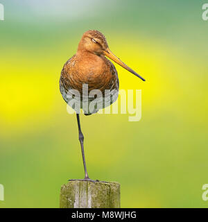 Grutto staand op paal Nederland; nero-tailed Godwit permanente sulla pole Paesi Bassi Foto Stock