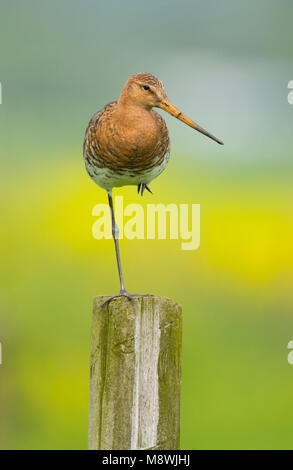 Grutto staand op paal Nederland; nero-tailed Godwit permanente sulla pole Paesi Bassi Foto Stock