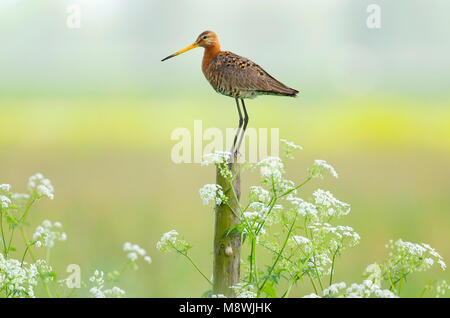 Grutto staand op paal Nederland; nero-tailed Godwit permanente sulla pole Paesi Bassi Foto Stock