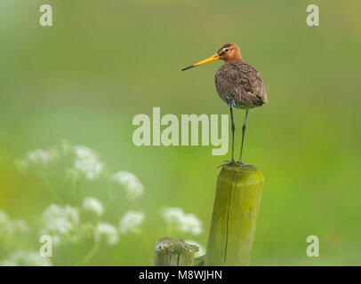 Grutto staand op paal Nederland; nero-tailed Godwit permanente sulla pole Paesi Bassi Foto Stock