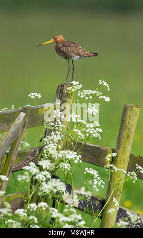 Grutto staand op paal Nederland; nero-tailed Godwit permanente sulla pole Paesi Bassi Foto Stock