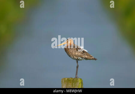 Grutto staand op paal Nederland; nero-tailed Godwit permanente sulla pole Paesi Bassi; Foto Stock