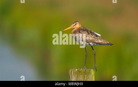 Grutto staand op paal Nederland; nero-tailed Godwit permanente sulla pole Paesi Bassi; Foto Stock