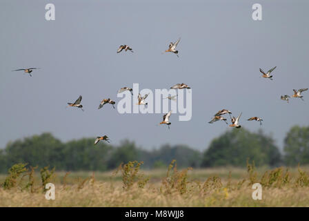 In Grutto vlucht; Blacktailed Godwit in volo Foto Stock