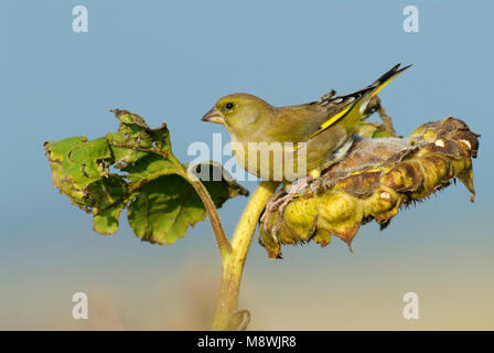 Groenling foeragerend; unione Verdone foraggio Foto Stock