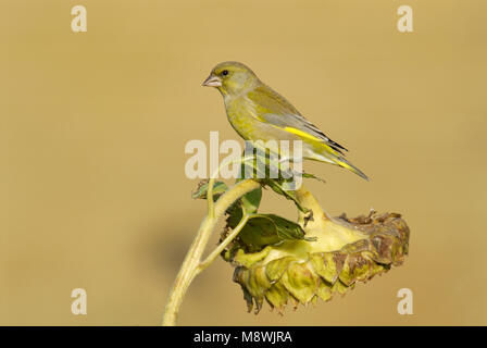 Groenling foeragerend; unione Verdone foraggio Foto Stock