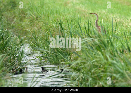 Purperreiger staand in gras; Airone Rosso appollaiato in gras Foto Stock