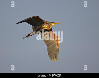 Airone rosso adulto battenti; Purperreiger volwassen vliegend Foto Stock