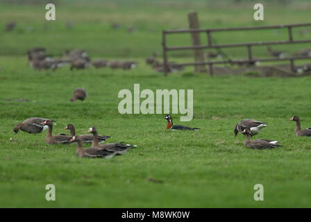 Roodhalsgans tussen Kolganzen; rosso-breasted Goose tra White-fronteggiata oche Foto Stock