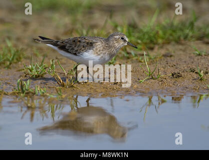 Temmincks Stint rovistando, Temmincks Strandloper foeragerend Foto Stock