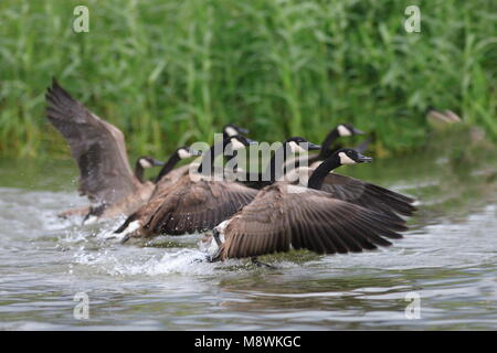 Maggiore Canada Goose gruppo tenuto fuori dall'acqua Paesi Bassi, Canadese Gans groep opstijgend uit acqua Nederland Foto Stock