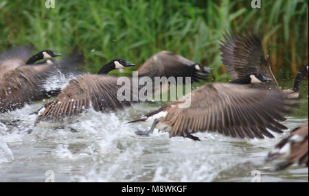 Maggiore Canada Goose gruppo tenuto fuori dall'acqua Paesi Bassi, Canadese Gans groep opstijgend uit acqua Nederland Foto Stock