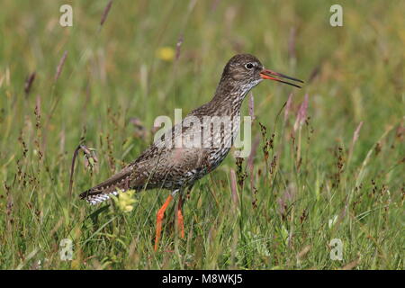 Tureluur volwassen roepend in gras; Comune Redshank adulto chiamando in gras Foto Stock