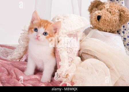 Sei settimane vecchio gattino con un orsacchiotto di peluche Foto Stock