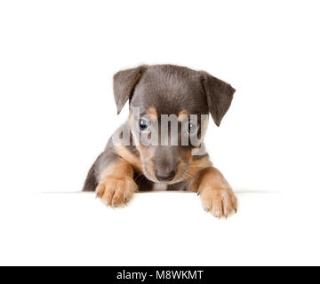 Isolato 6 settimane vecchio Jack Russel cucciolo di cane su una carta bianca Foto Stock