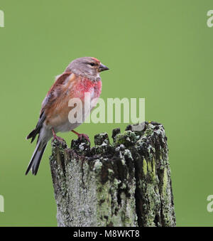 Mannetje Kneu; maschio Linnet comune Foto Stock