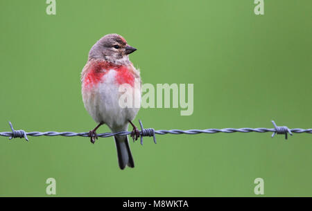 Mannetje Kneu; maschio Linnet comune Foto Stock