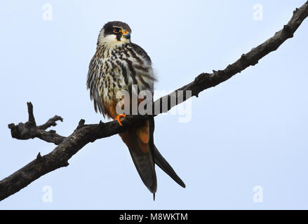 Boomvalk zittend op de uitkijk; Eurasian Hobby (Falco Subbuteo®) sul belvedere Foto Stock