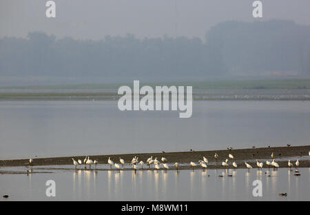 Lepelaar, Eurasian spatola Platalea leucorodia Foto Stock