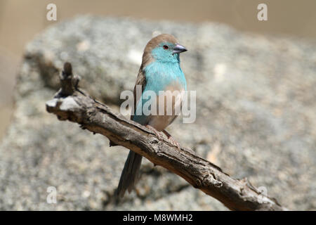 Angolees Blauwfazantje op een tak, Blue Waxbill su un ramo Foto Stock