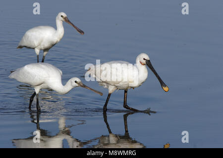 Juveniele Lepelaar bedelende om voedsel; capretti Eurasian Spoonbill Elemosinare il cibo Foto Stock